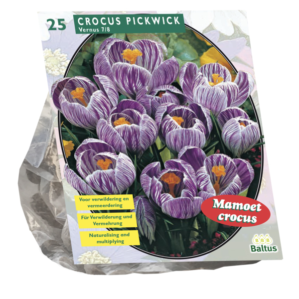 Crocus Grootbloemig, Gestreept per 25