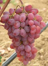 Vitis vin. 'Katharina'