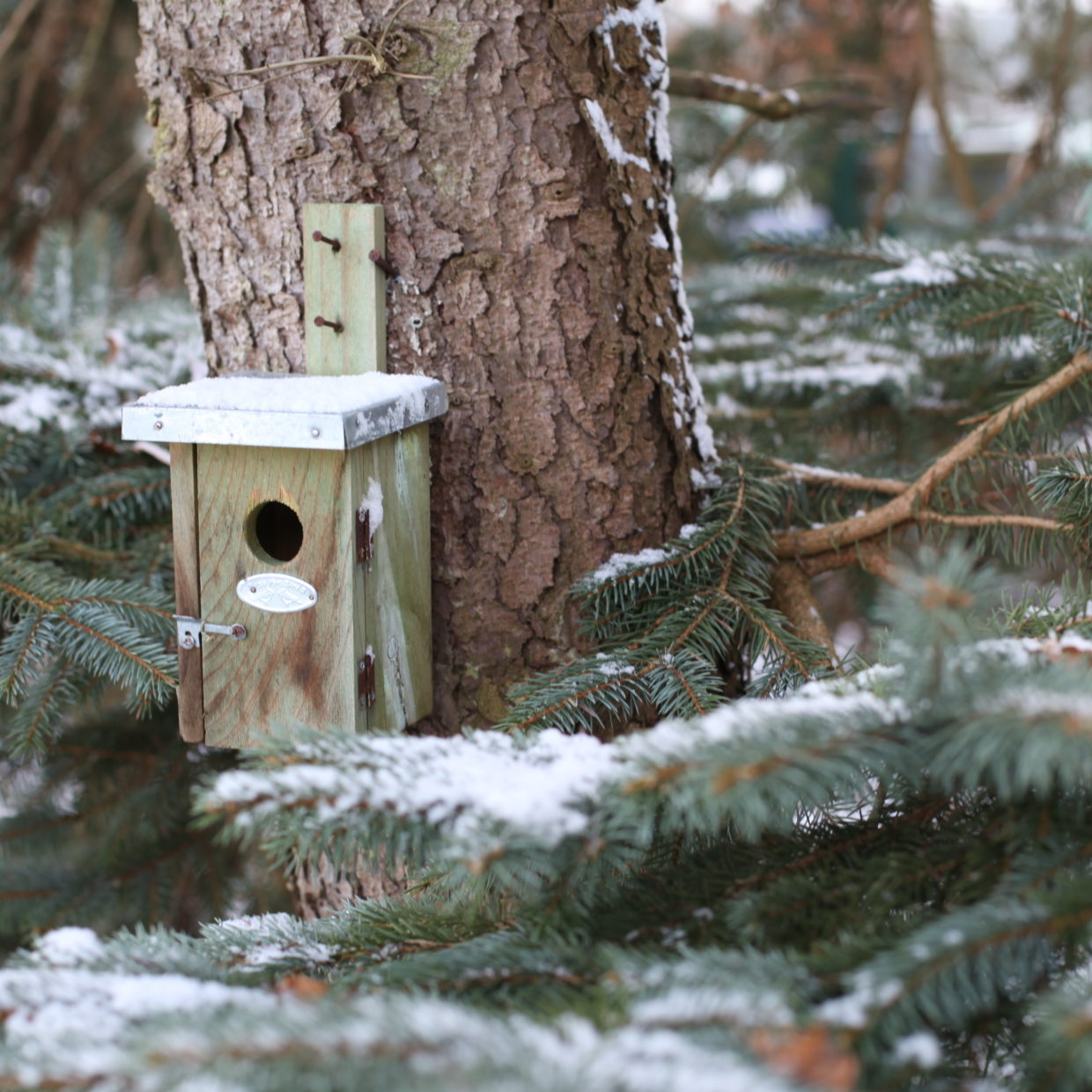 Winterkoning nestkast