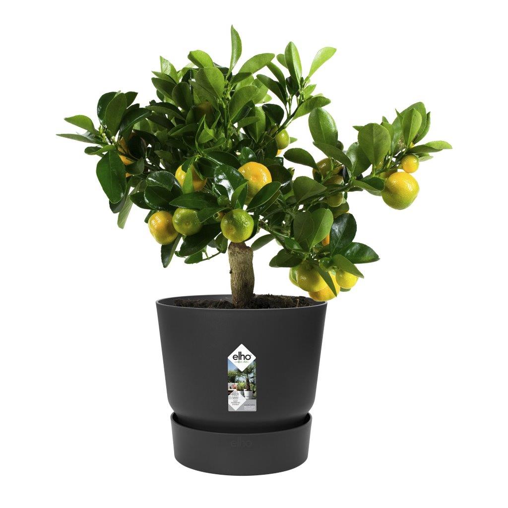 pot greenville d30cm living black