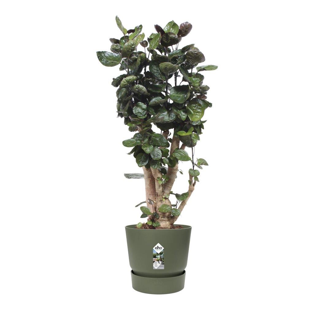 greenville round 40cm blad groen