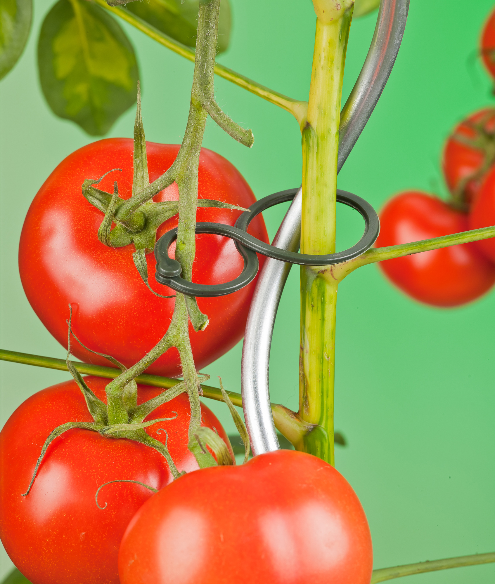 Tomatenplantring D65mm