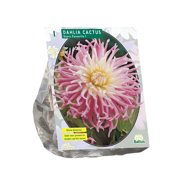 Dahlia Cactus Stars Favourite per 1