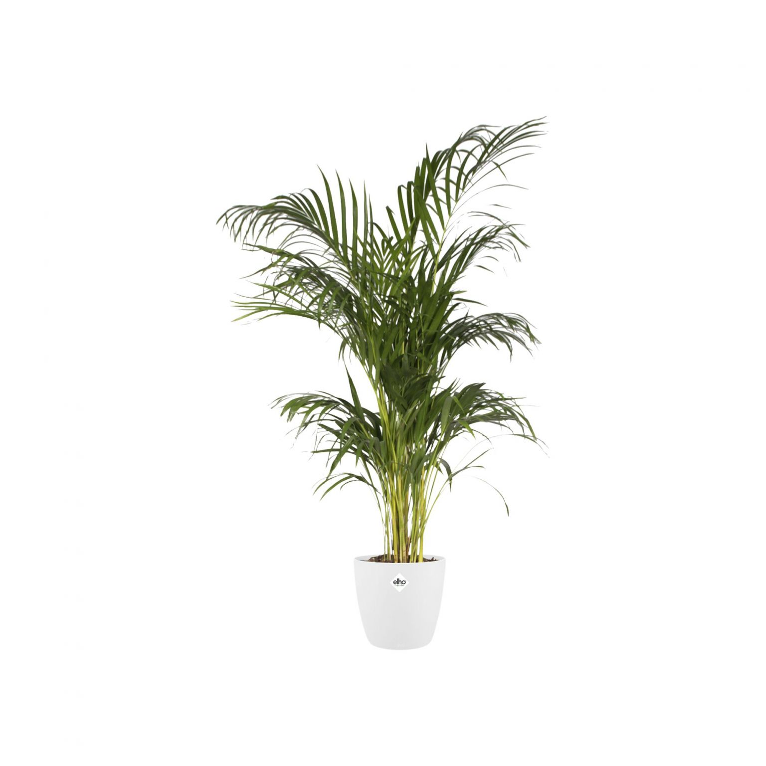 pot brussels d22cm wit