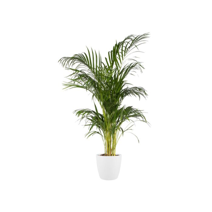 pot brussels d20cm wit