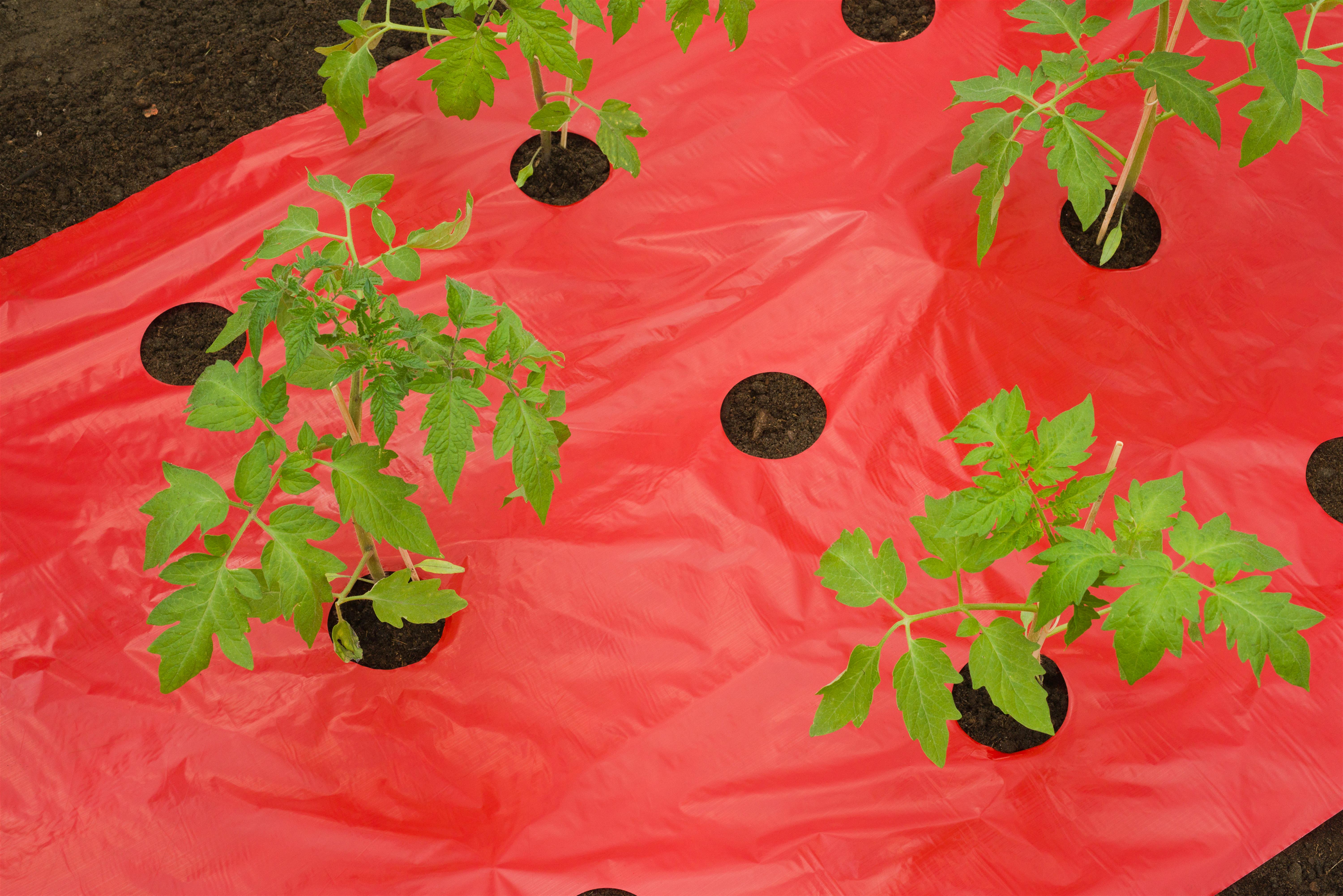 Kweekfolie voor Tomaten 0.95x5m