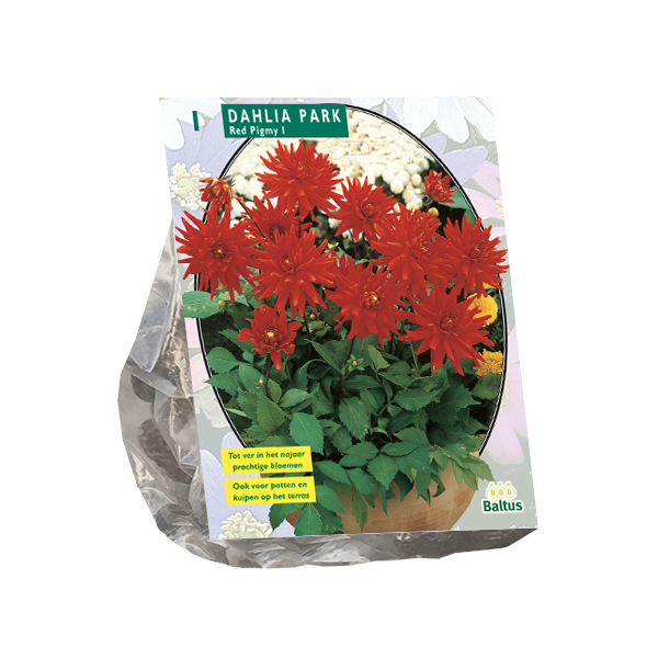 Dahlia Park Red Pigmy per 1