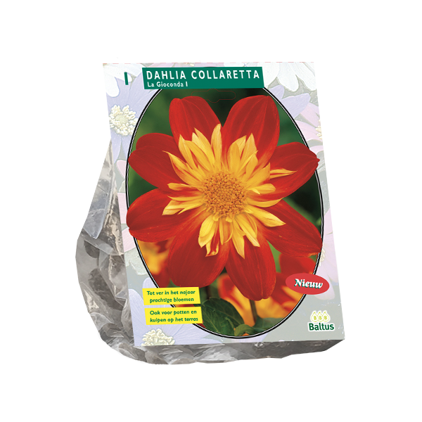 Dahlia Collarette La Gioconda per 1