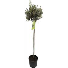 Olea europaea