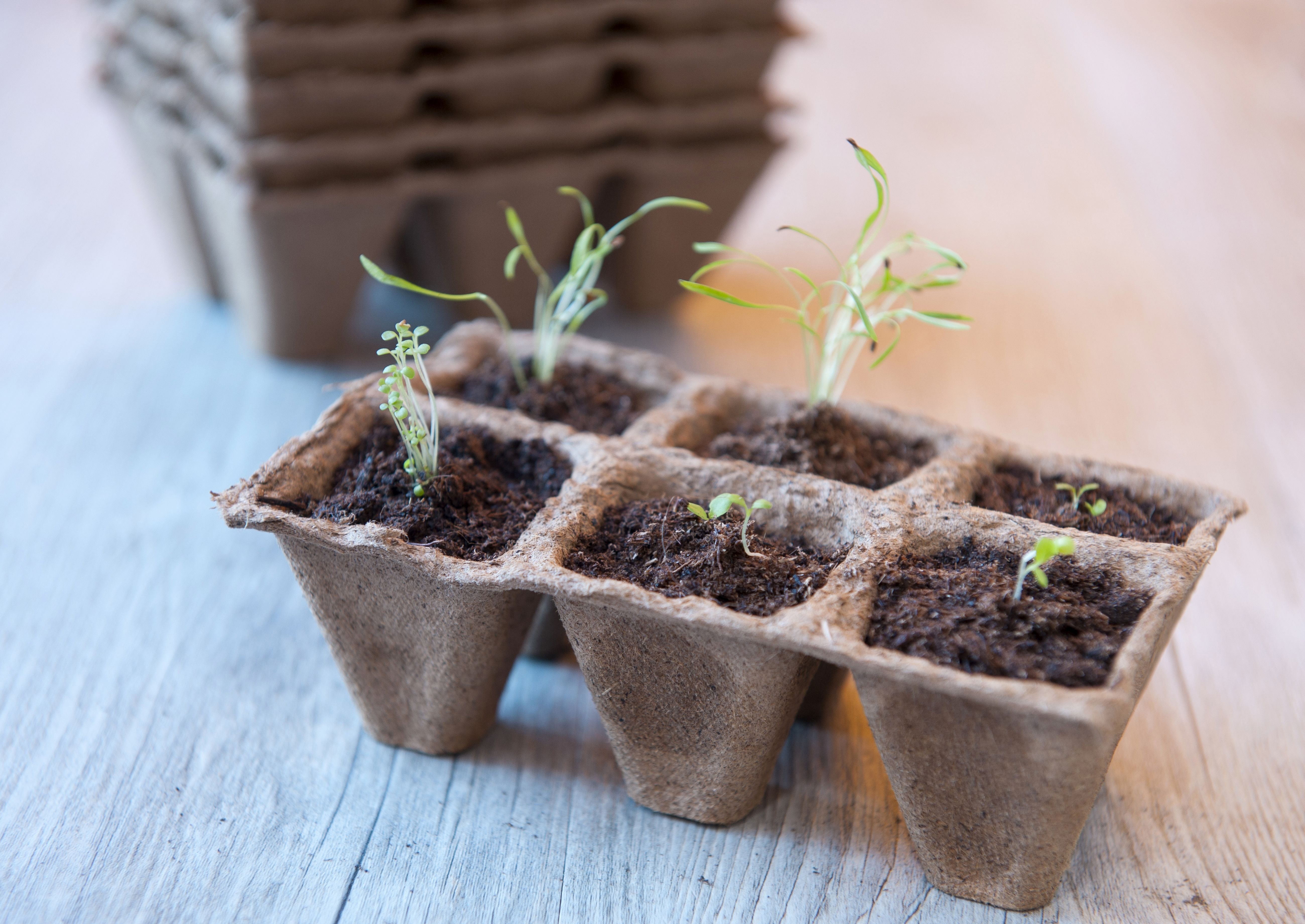 Turfpottrays (6x10 stuks) H5x5x5cm