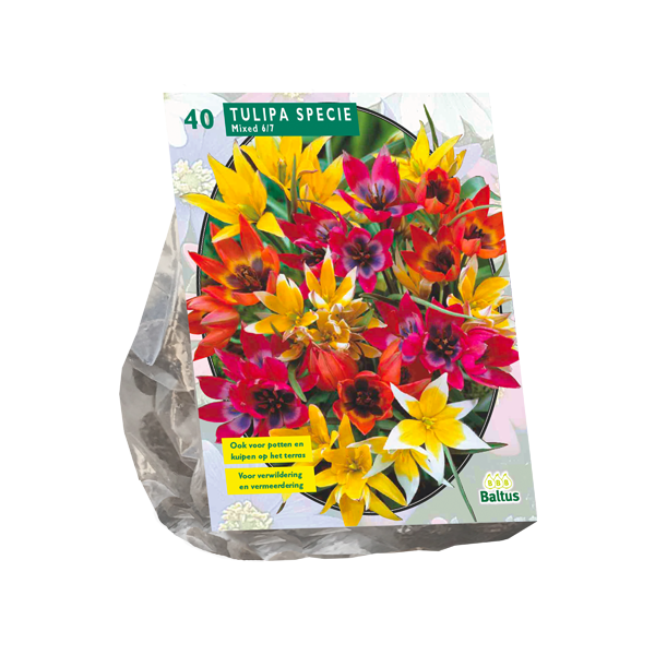 Tulipa Specie mix per 40
