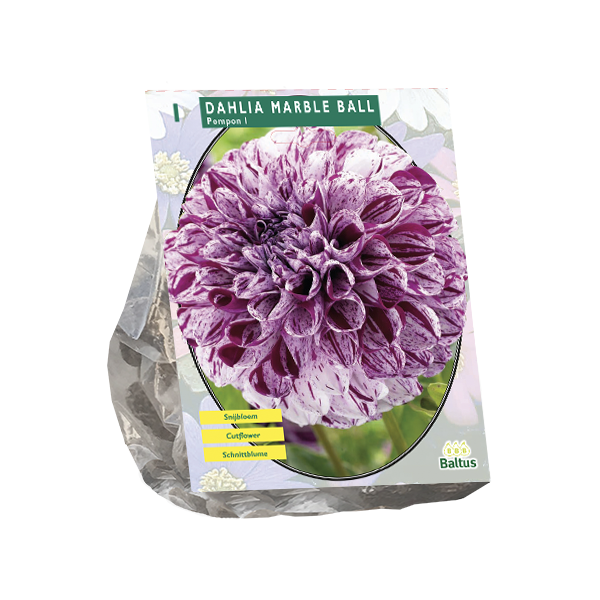 Dahlia Pompon Marble Ball per 1