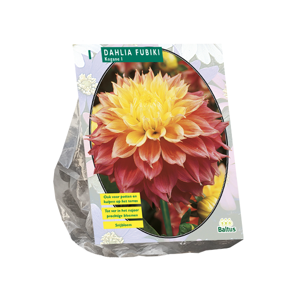Dahlia Fubiki Kogane per 1