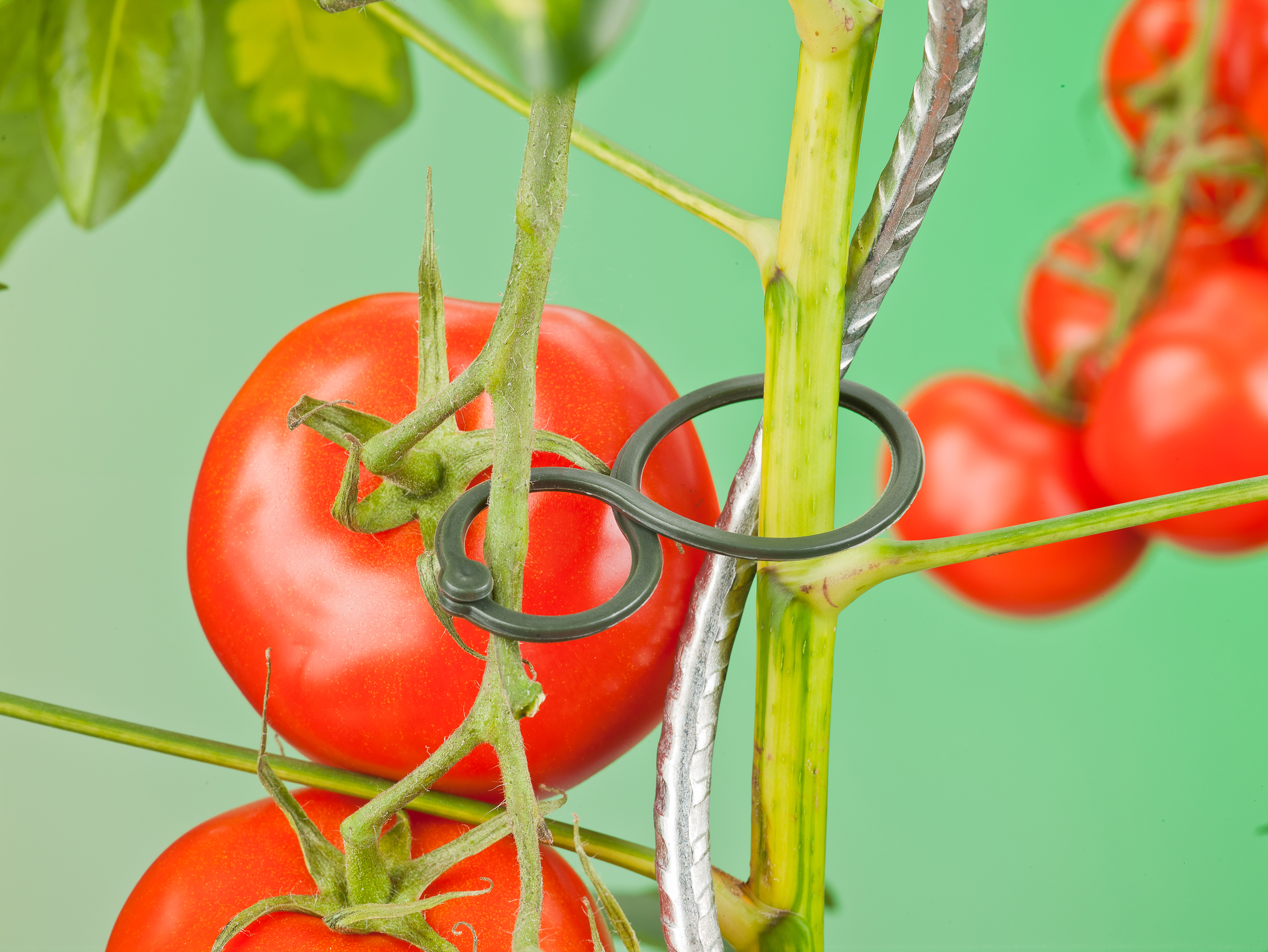 Tomatenplantring D65mm