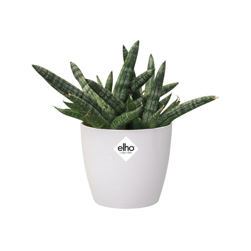 pot brussels d12.5cm wit