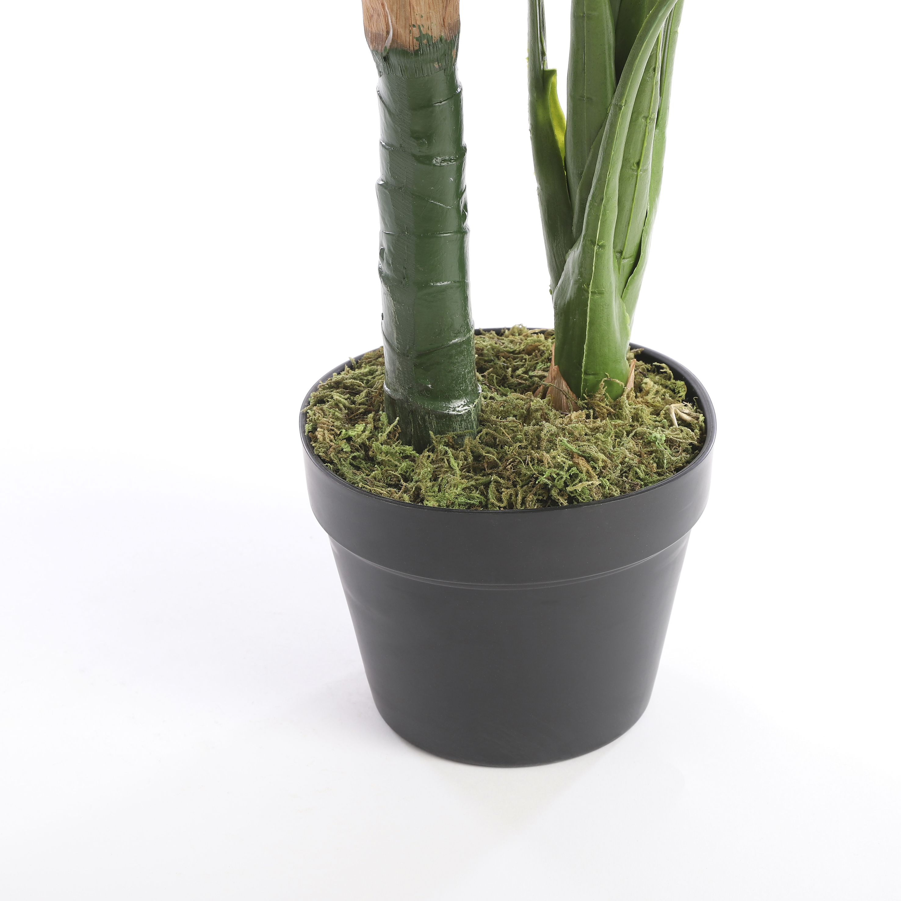 Taro in Plastic Pot groen H90 D60