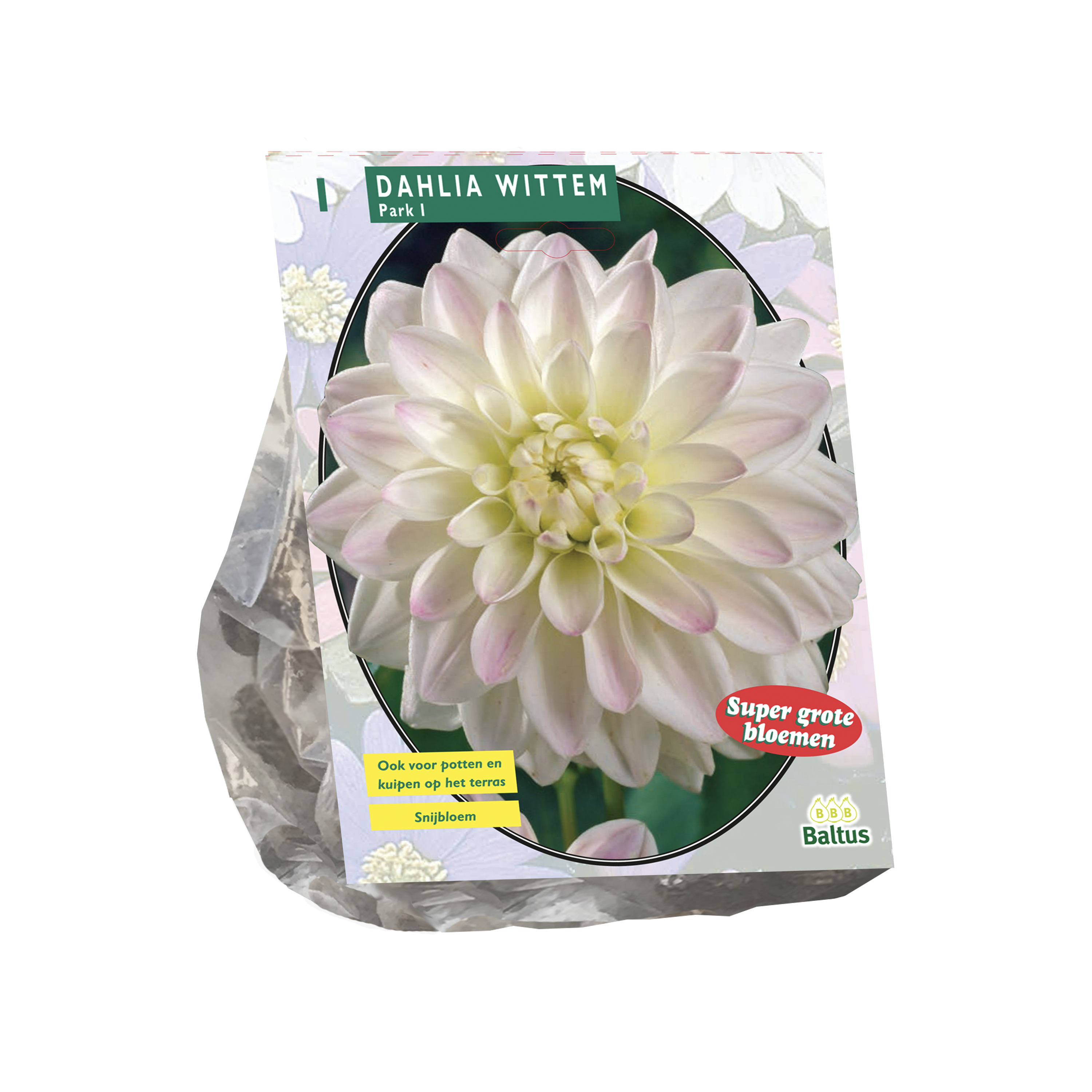 Dahlia Wittem per 1