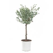 Euca gunnii op stam