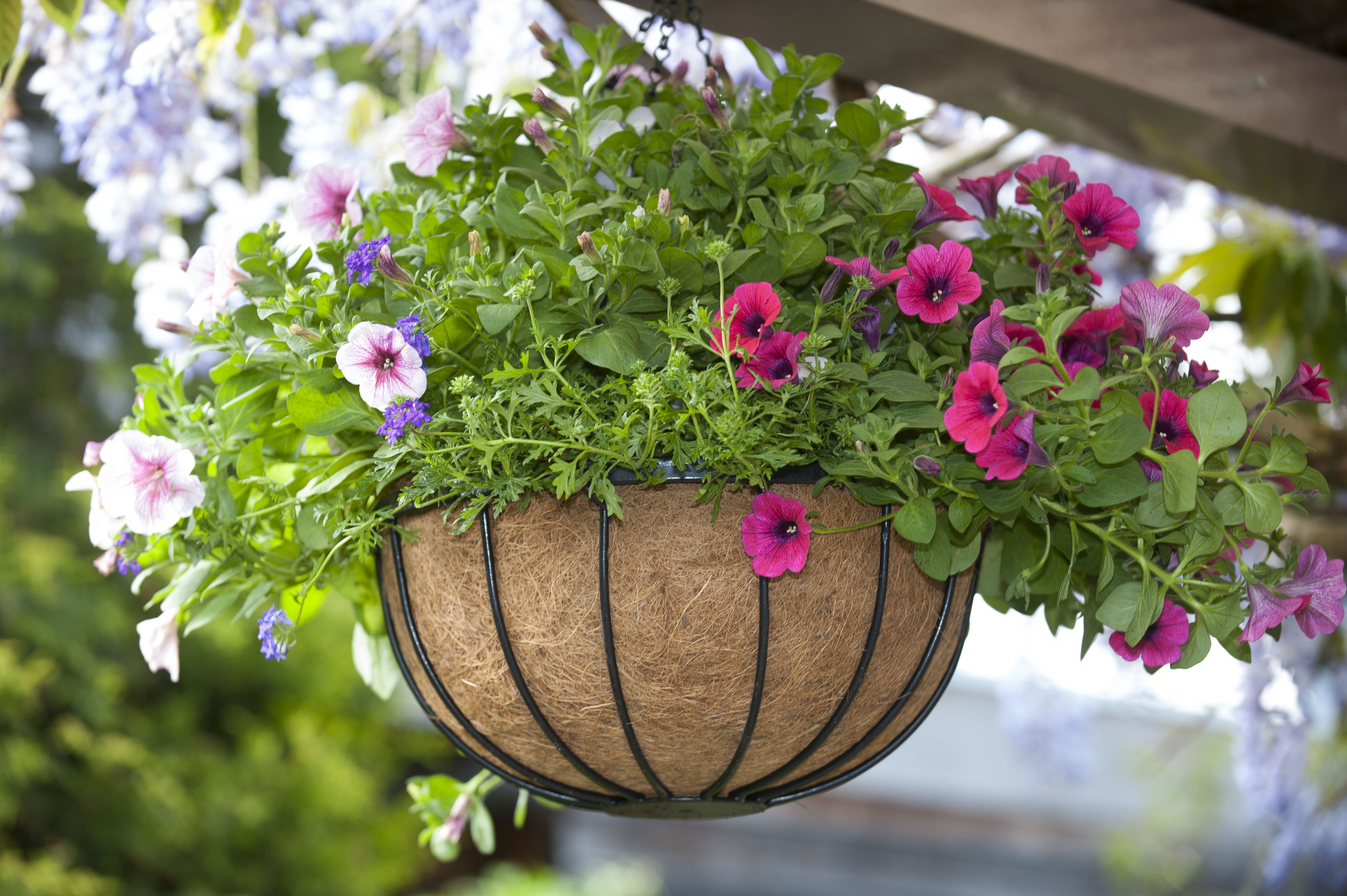 Hanging basket smeedijzer 35cm