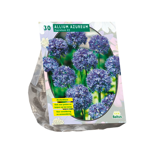 Allium Caeruleum Azureum per 30