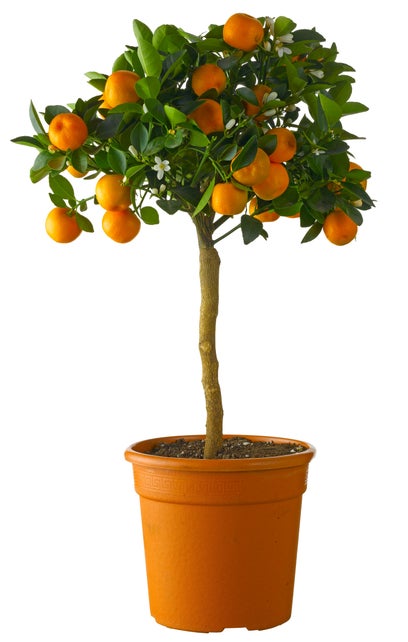 Citr Re Clementine