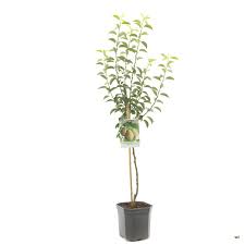 Pyrus c. 'Doyenné du Comice'