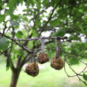DHZ vogelvoer dennenappels