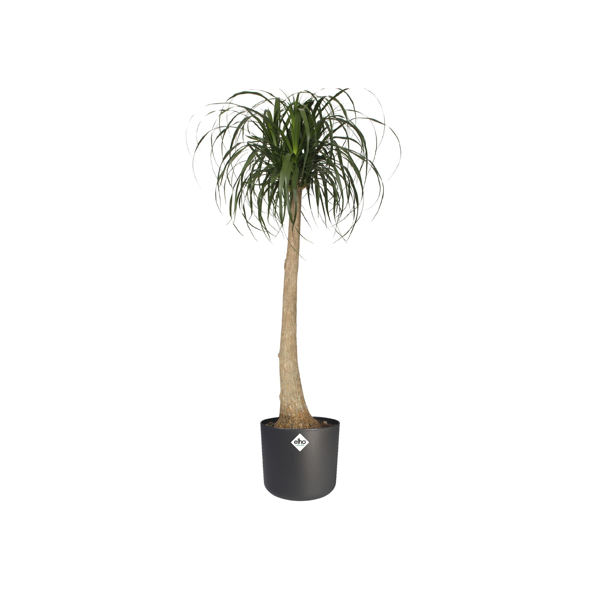 pot b.for soft d16cm antraciet