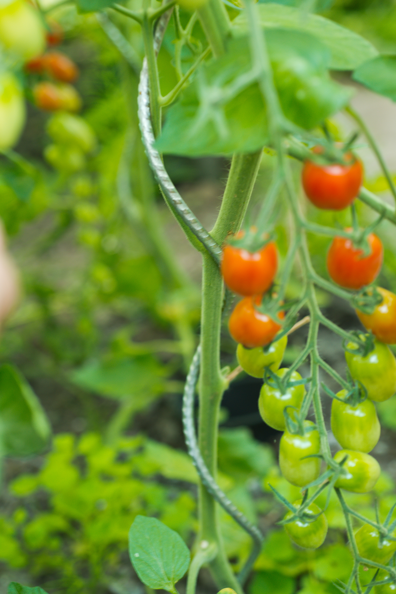 Tomatenspiraal Spiraalvormig verzinkt H1.80m Ø6.8mm