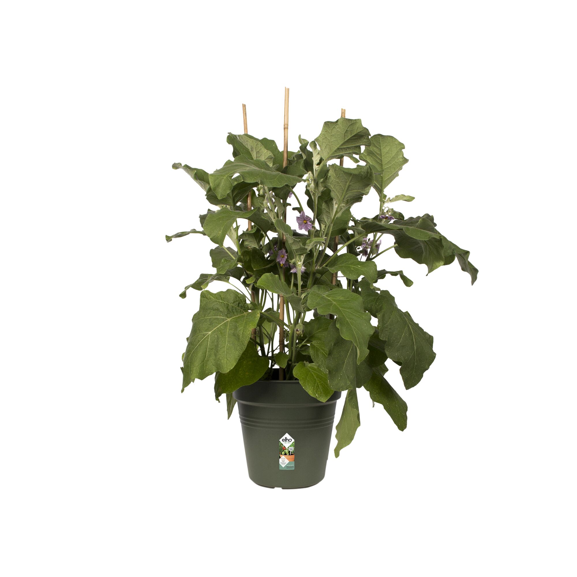 green basics kweekpot 13cm blad groen