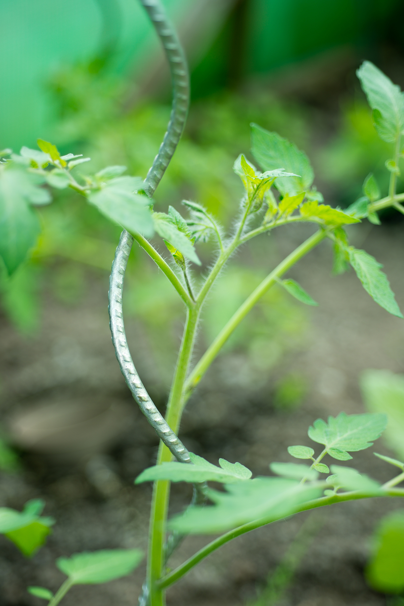 Tomatenspiraal Spiraalvormig verzinkt H1.80m Ø6.8mm