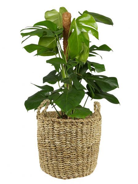 Pot Joris naturel D38 H33