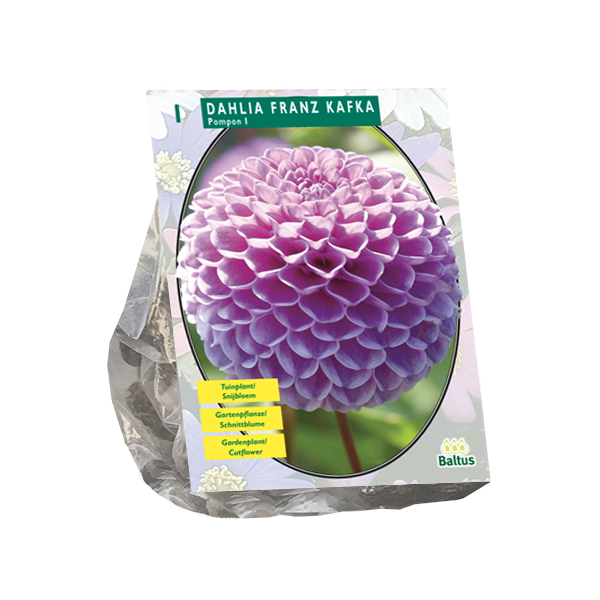 Dahlia Franz Kafka per 1