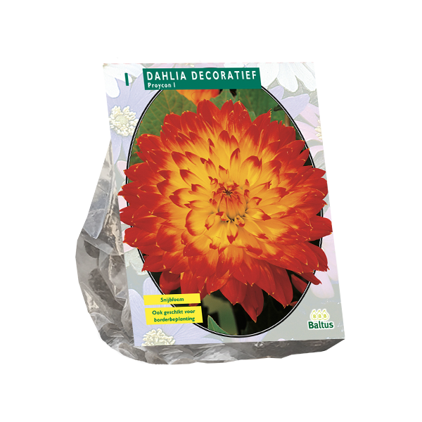 Dahlia Decoratief Proycon per 1