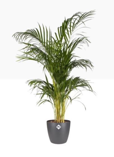pot brussels d22cm antraciet