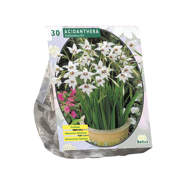 Acidanthera Bicolor per 30