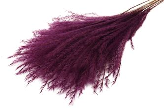Bunch fluffy pampas bordeaux