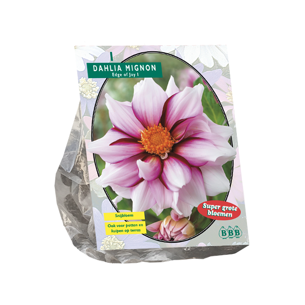 Dahlia Mignon Edge of joy per 1