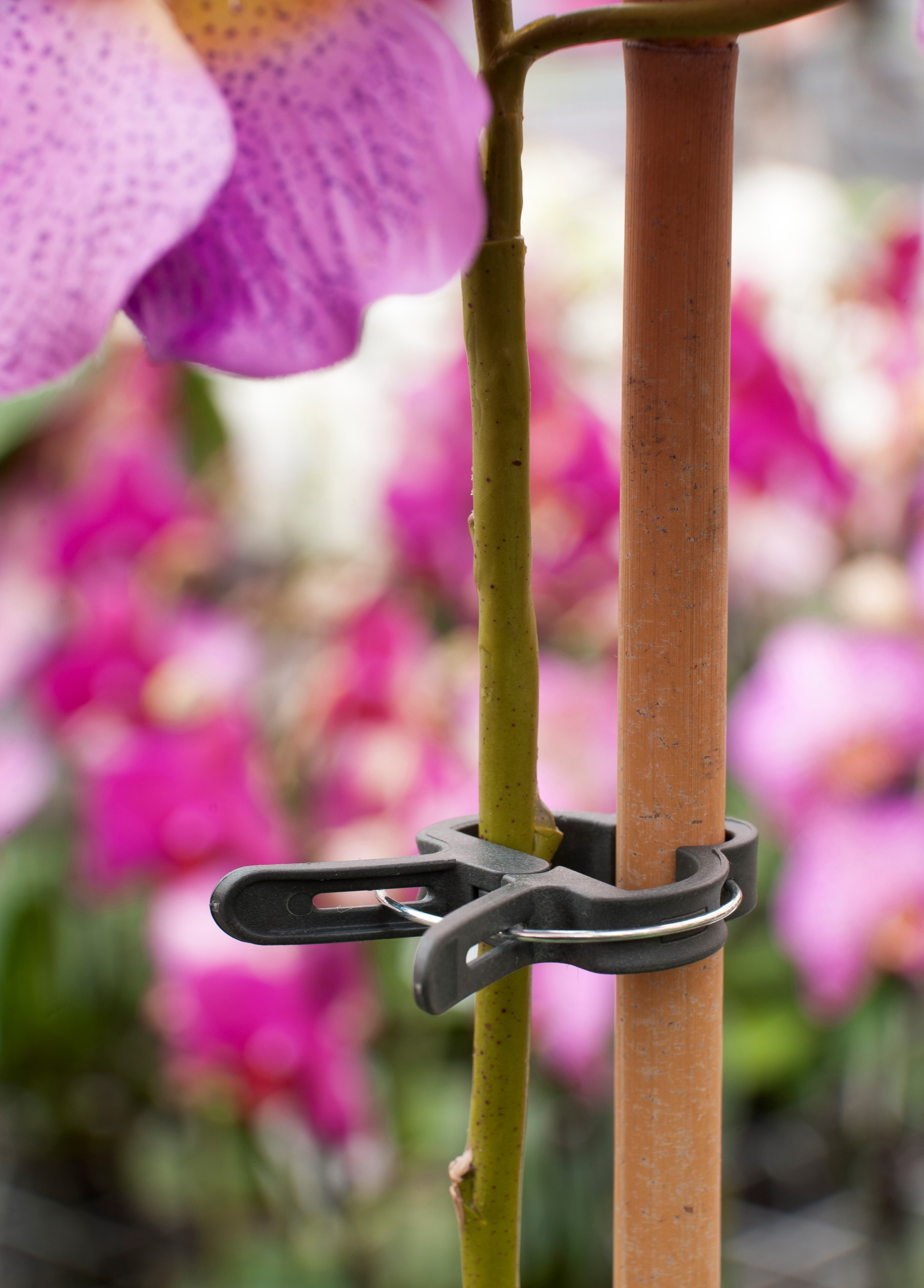 Plantenclip D24mm 10st