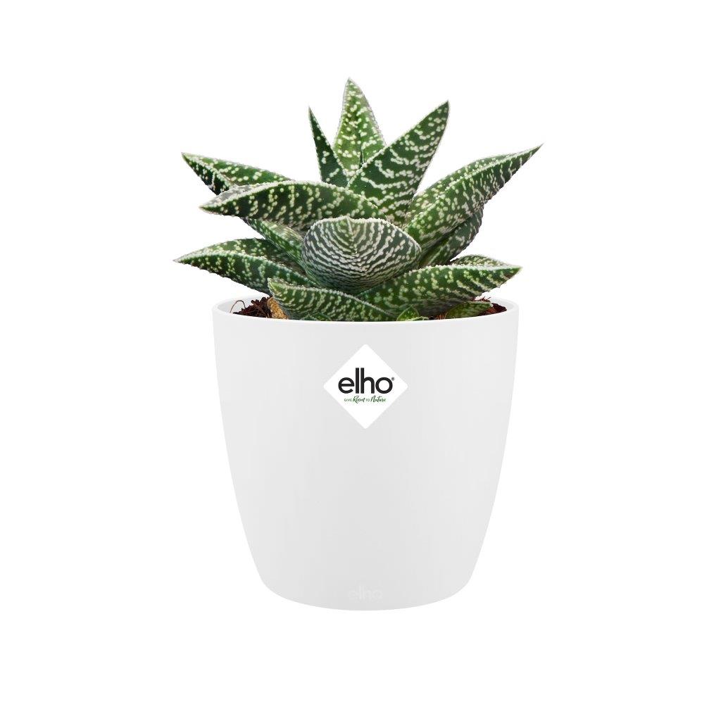 pot brussels d12.5cm wit