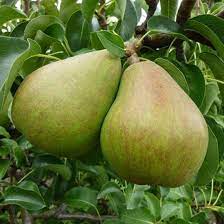 Pyrus c. 'Doyenné du Comice'