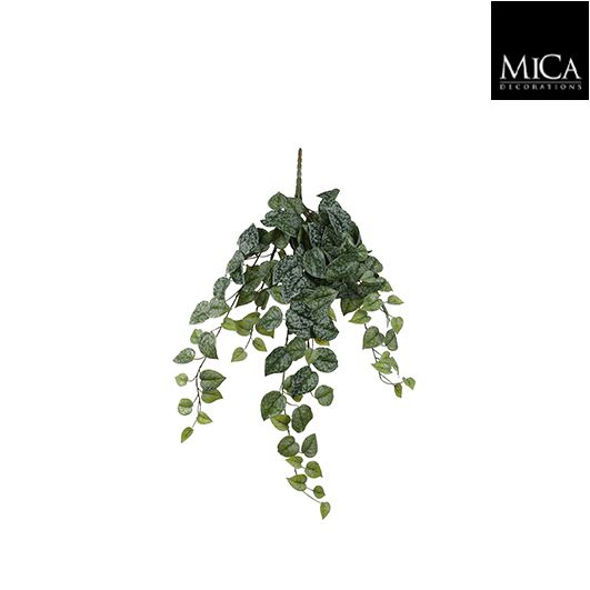 Scindapsus hangend groen L71
