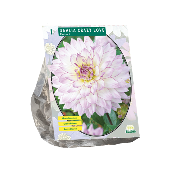 Dahlia Cactus Crazy Love per 1