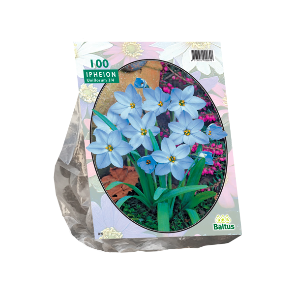 Ipheion per 100
