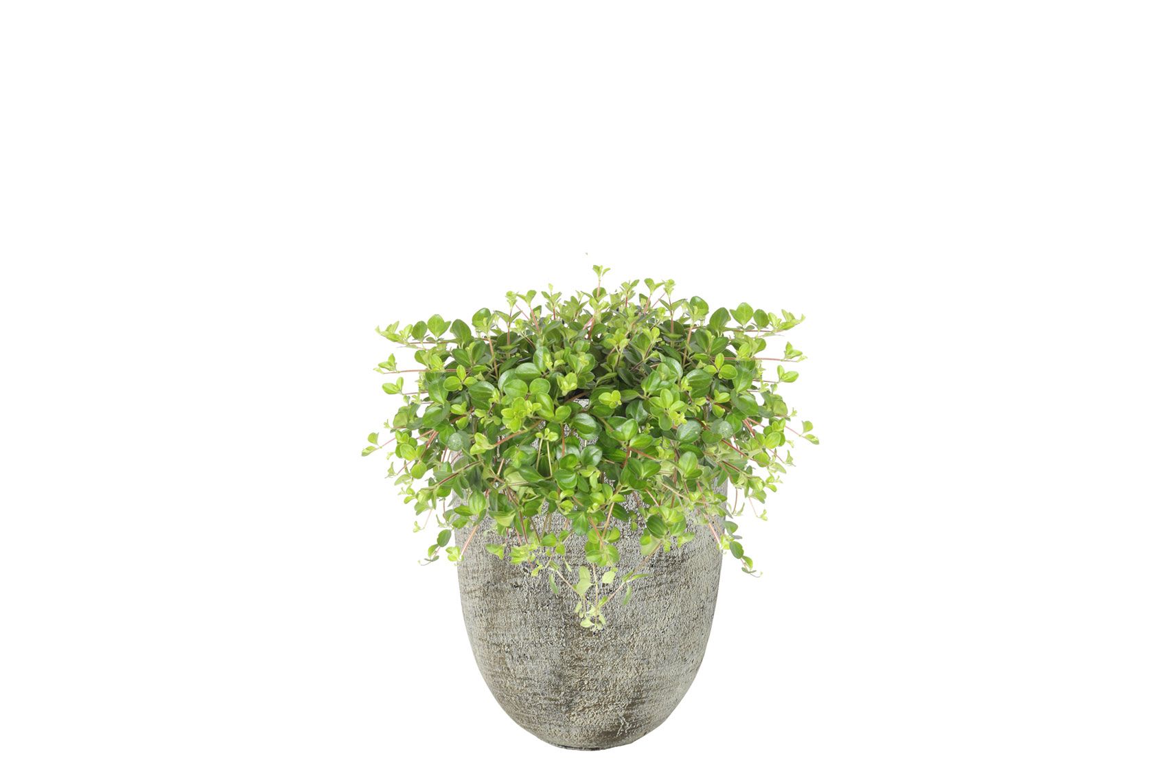 Pot hoog Anne white earth D16 H22