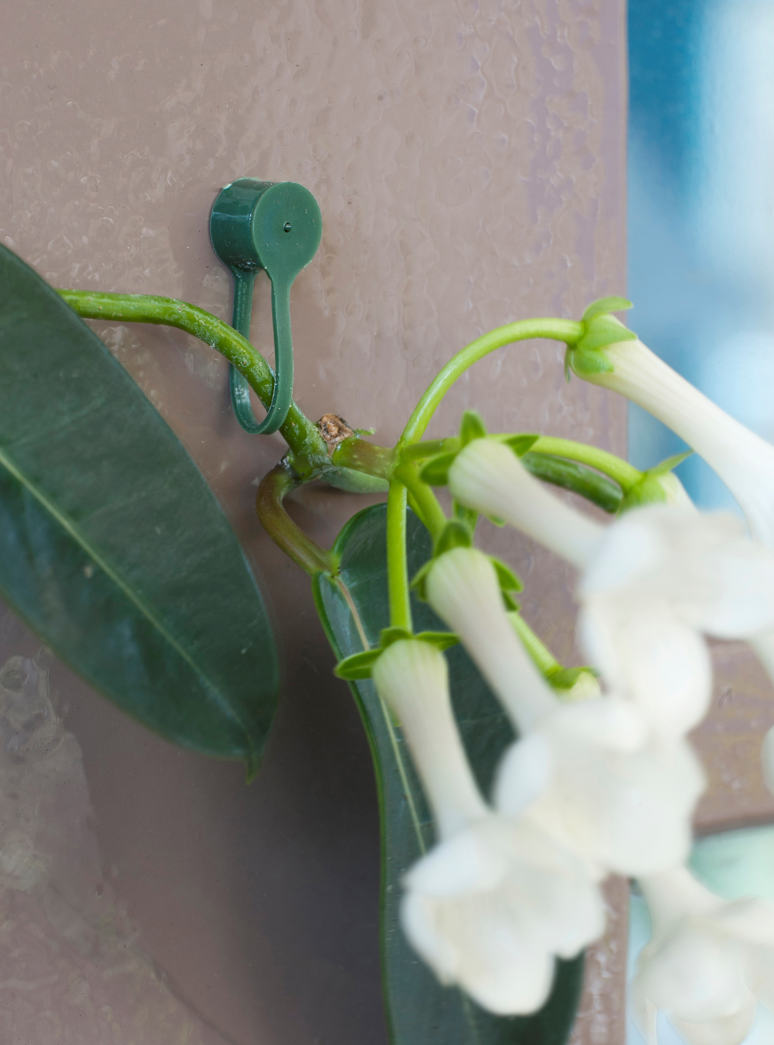Plantenklemmen groen D15mm 15st