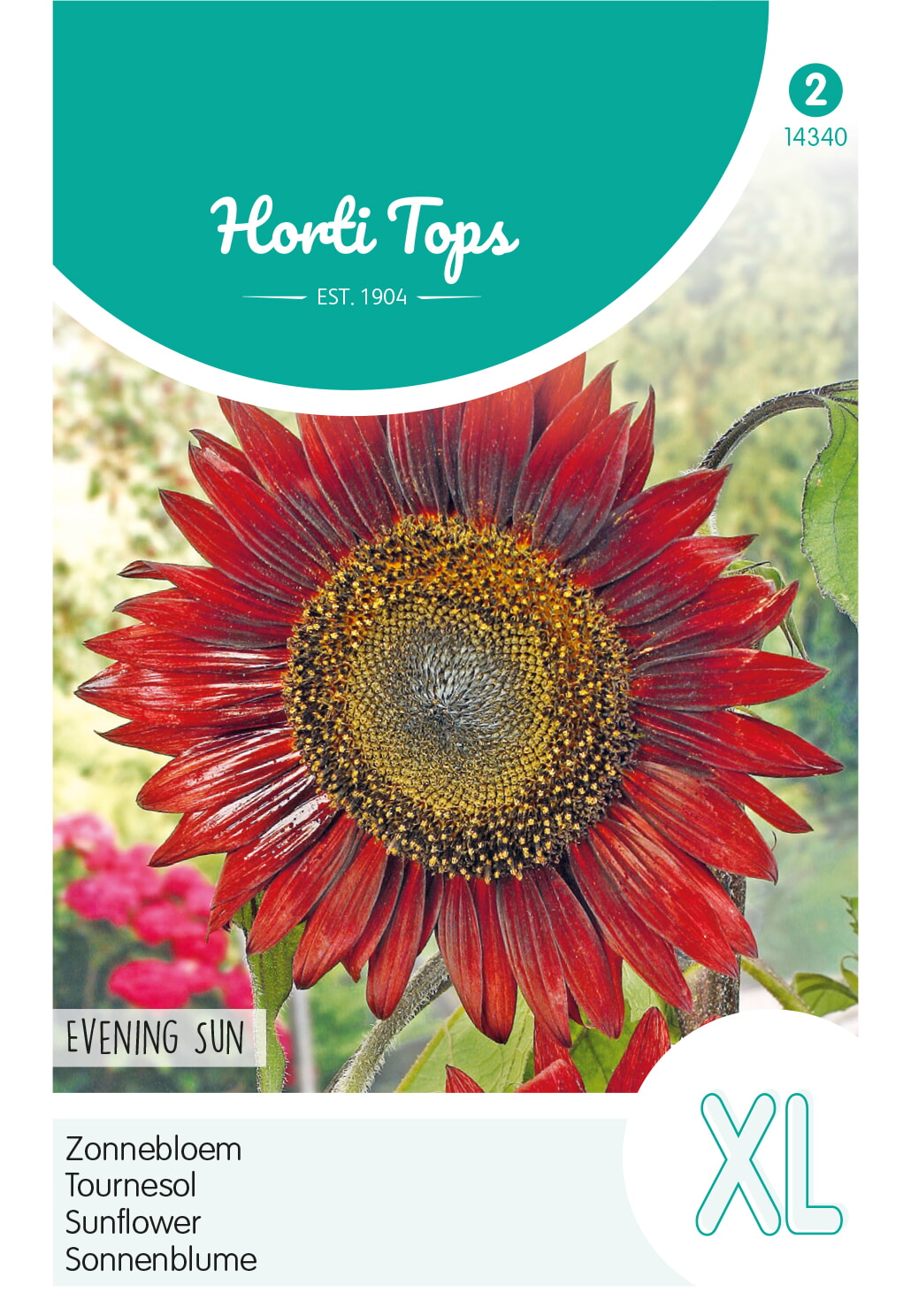 HT Helianthus, Zonnebloem Evening Sun/Avondzon