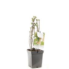 Ribes rub. 'White Pearl'