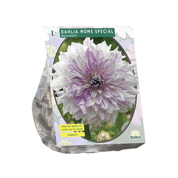 Dahlia Decoratief Mom's Special per 1