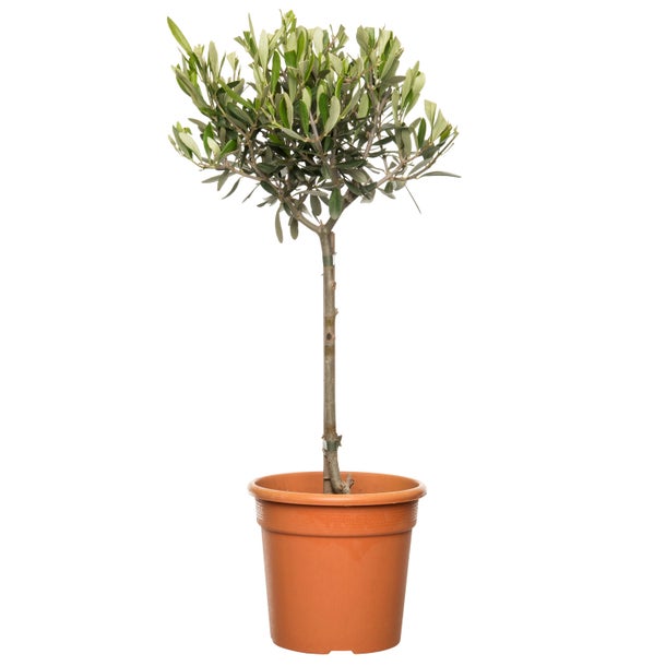 Olea Europaea